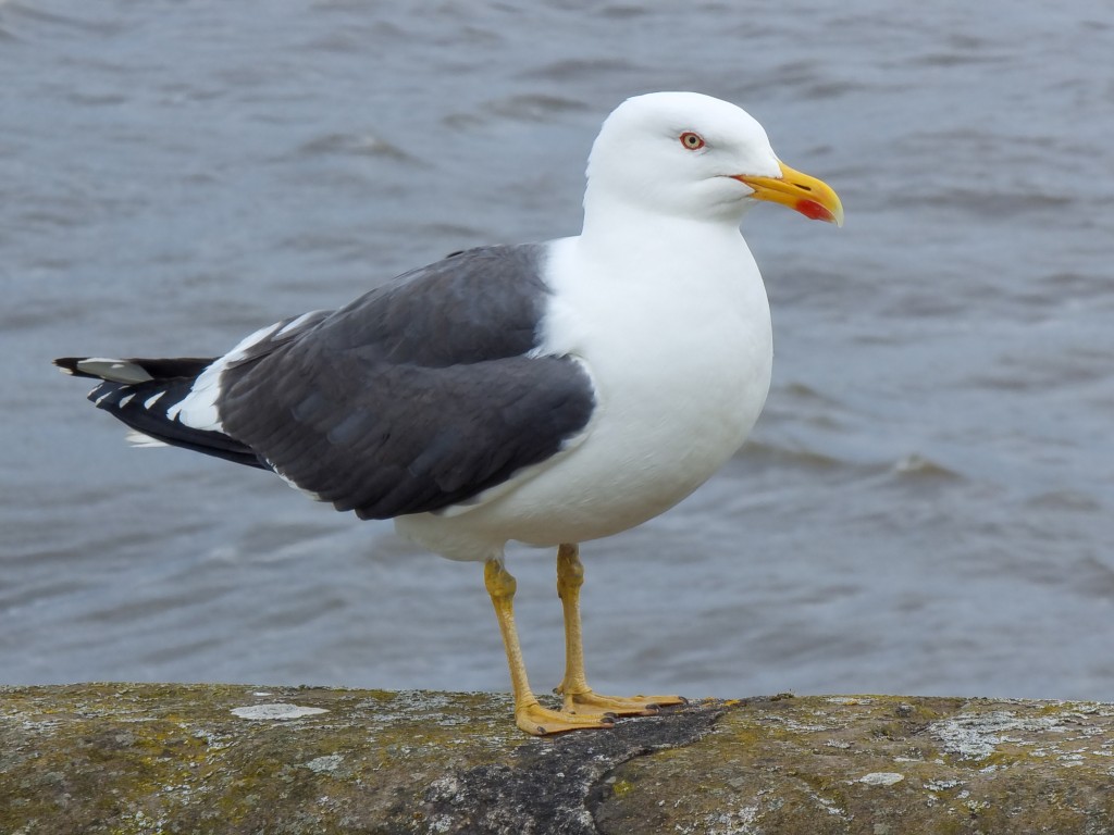 Lesser black-backed gull