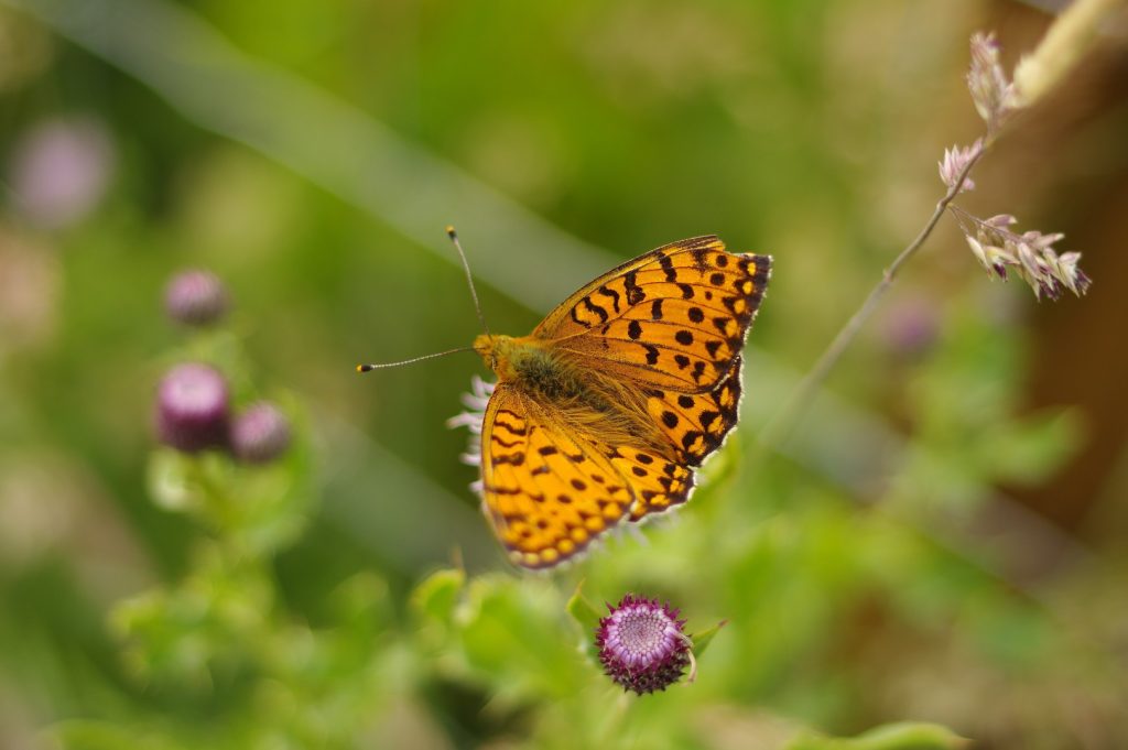 Fritillary butterfly