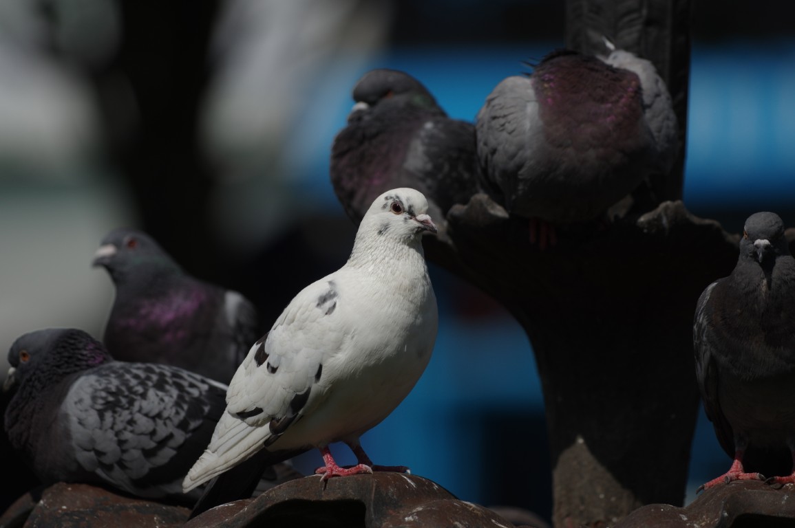The “Pigeon Walk” Experience: How a Joke About Pigeons Became a Volunteering Award in Conservation