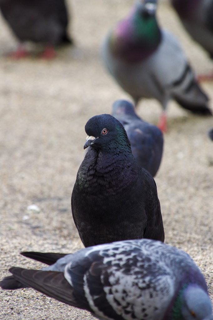 'Bruiser' is a tall statured Glaswegian pigeon with the dark spread mutation